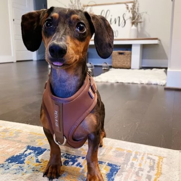 PETsRUS Premium No Pull Dog Harness 2 Leash Clip Bronze Leather Brown Neoprene - Picture 13 of 16